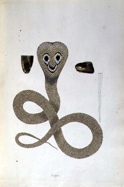 Nagoo Snake z „An Account of Indian Serpents zebranych z wybrzeża Coromandel” Patricka Russella, Londyn autorstwa English School