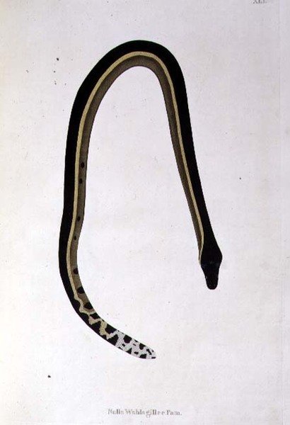 Nalla Wahlagillee Pam Snake z „An Account of Indian Serpents zebranych z wybrzeża Coromandel” Patricka Russella, Londyn autorstwa English School