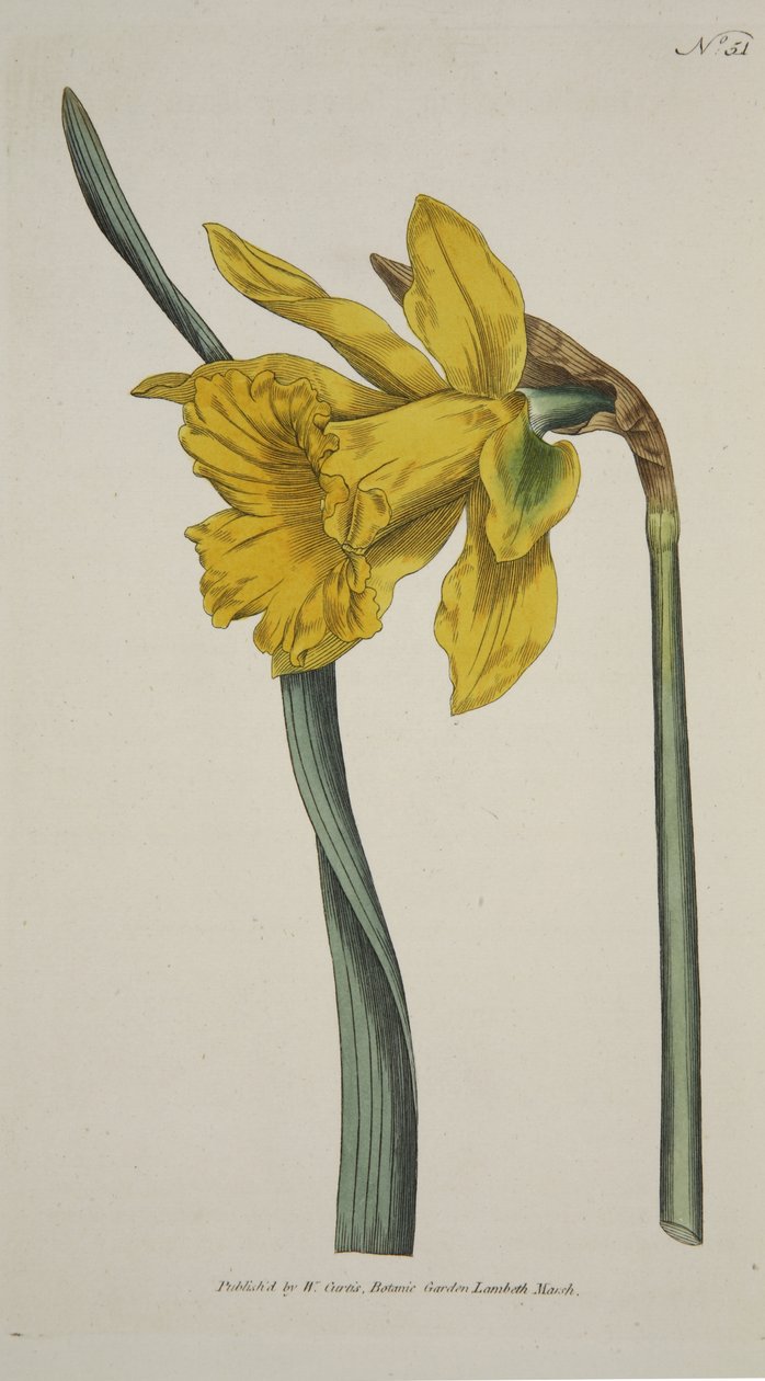 Narcissus Major (Wielki Żonkil), z The Botanical Magazine or Flower Garden Displayed, wyd. 1793 (grawerowanie ręcznie kolorowane) autorstwa English School