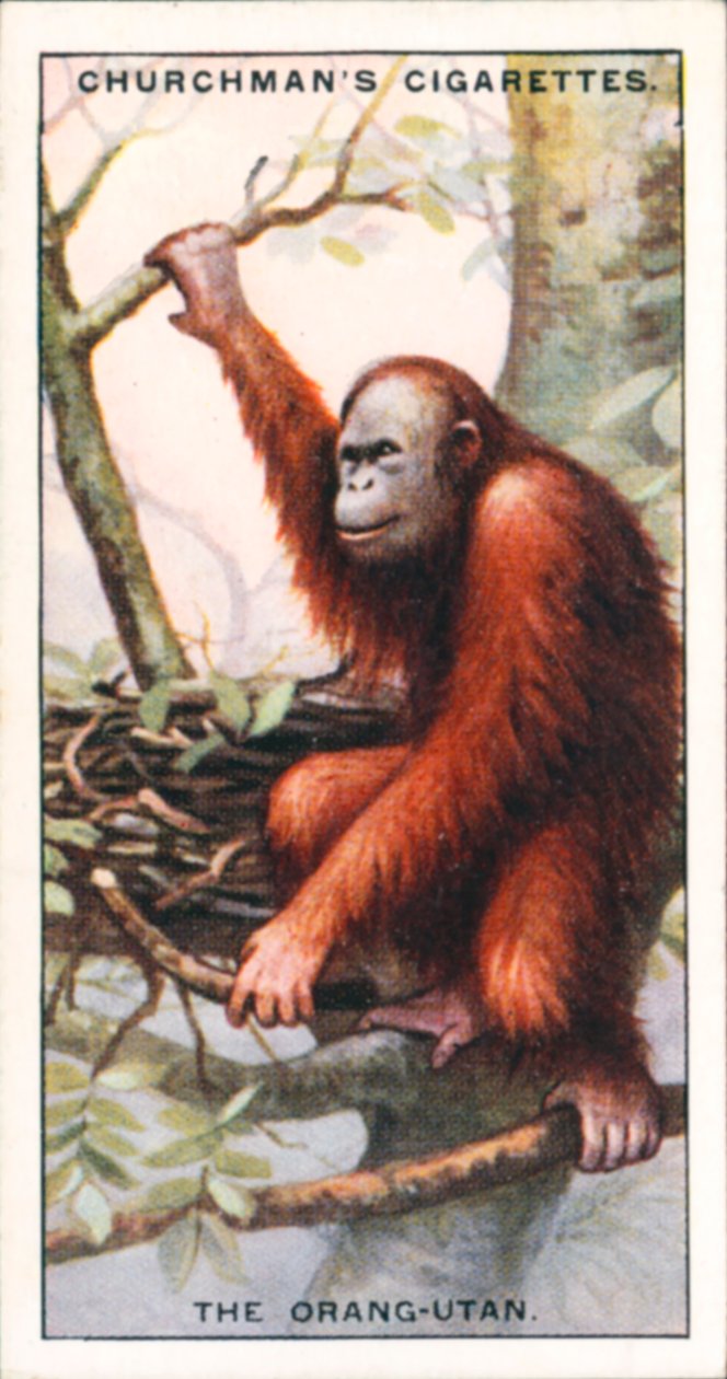 Architekci natury: Orangutan (kolorowa litografia) autorstwa English School