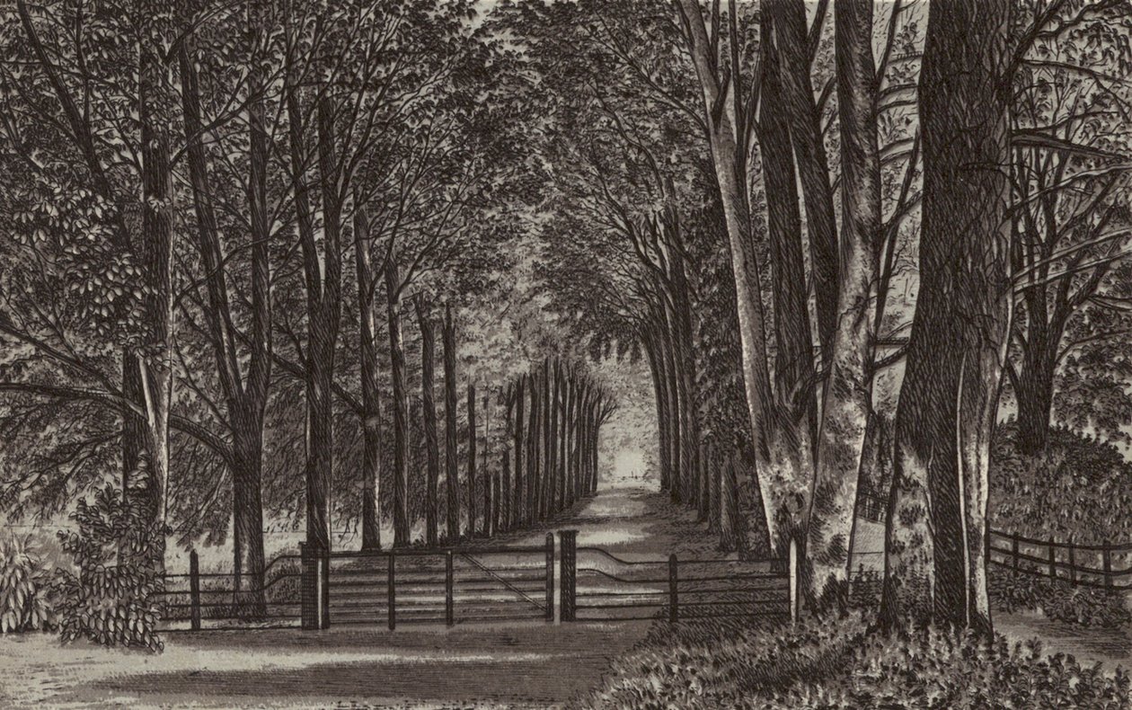 Newbury: Avenue, Highclere Park (litografia) autorstwa English School