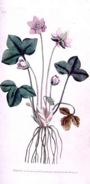 Noble Liverwort (Anemone hepatica), płyta 10 z „The Botanical Magazine” Williama Curtisa (lub „Flower Garden Displayed”), wyd. 1787 (grawerowanie) autorstwa English School
