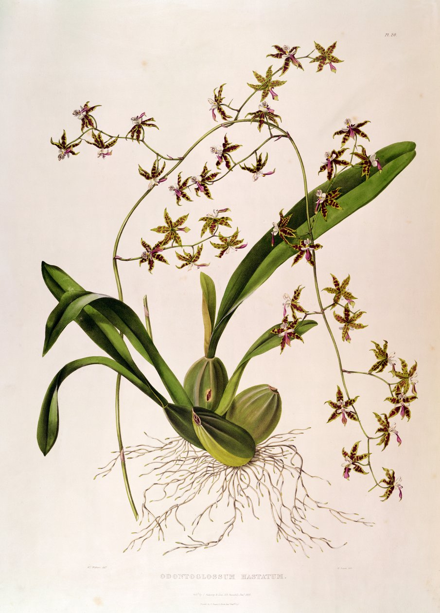 Odontoglossum Hastatum (rycina ręcznie kolorowana) autorstwa English School