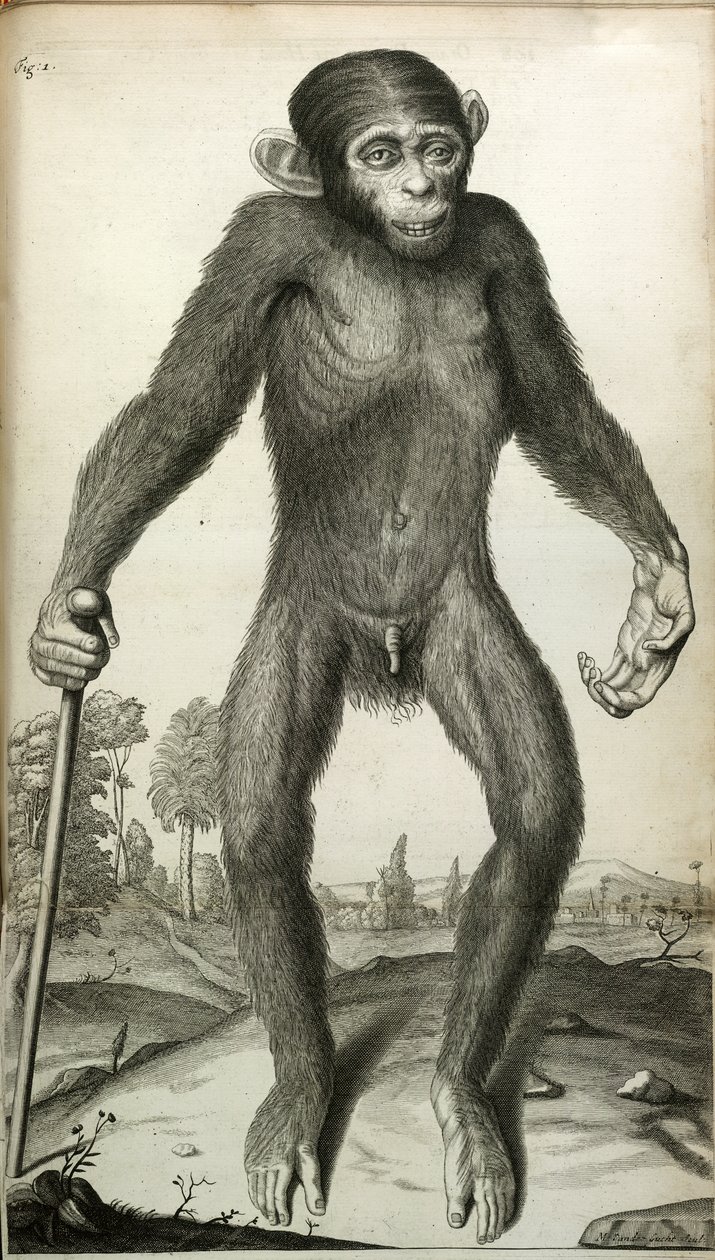 Orang-Outang, sive Homo Sylvestris: czyli anatomia Pigmej w porównaniu z małpą, małpą człekokształtną i człowiekiem…”, Marta E. Tyson autorstwa English School
