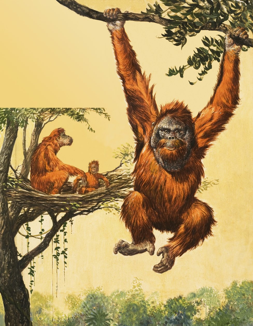 Orangutany autorstwa English School