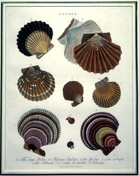 Ostrea, ilustracja z 