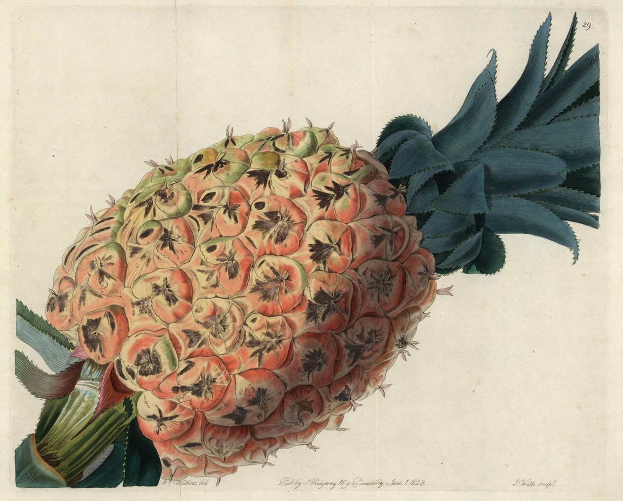Ananas Otaheite z „Magazynu Pomologicznego” Johna Lindleya autorstwa English School