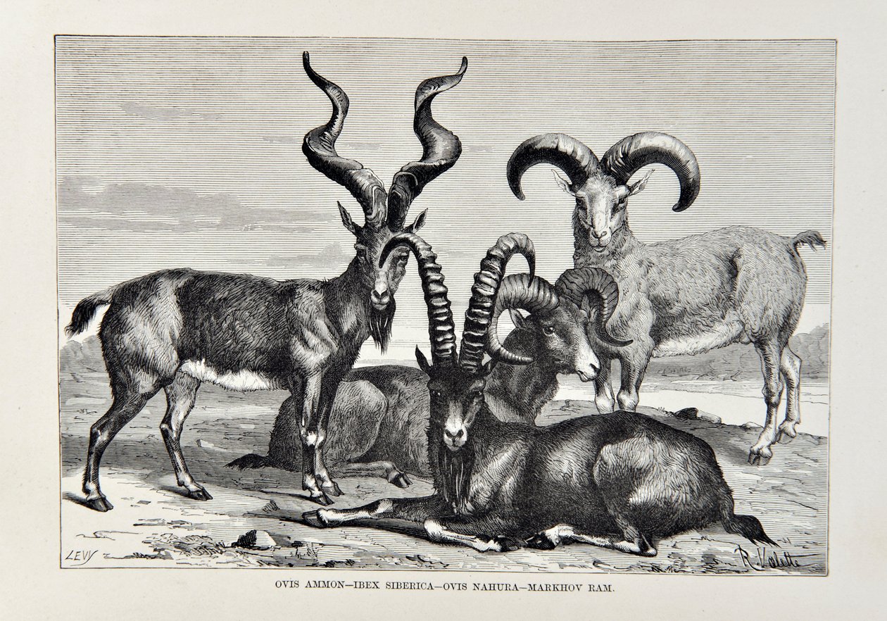 Ovis Ammon - Ibex Siberica - Ovis Nabura - Markhov Ram, ilustracja z Uniwersalnej geografii, Ziemia i jej mieszkańcy autorstwa Elisee Reclusa, opublikowana w 1878 r. autorstwa English School