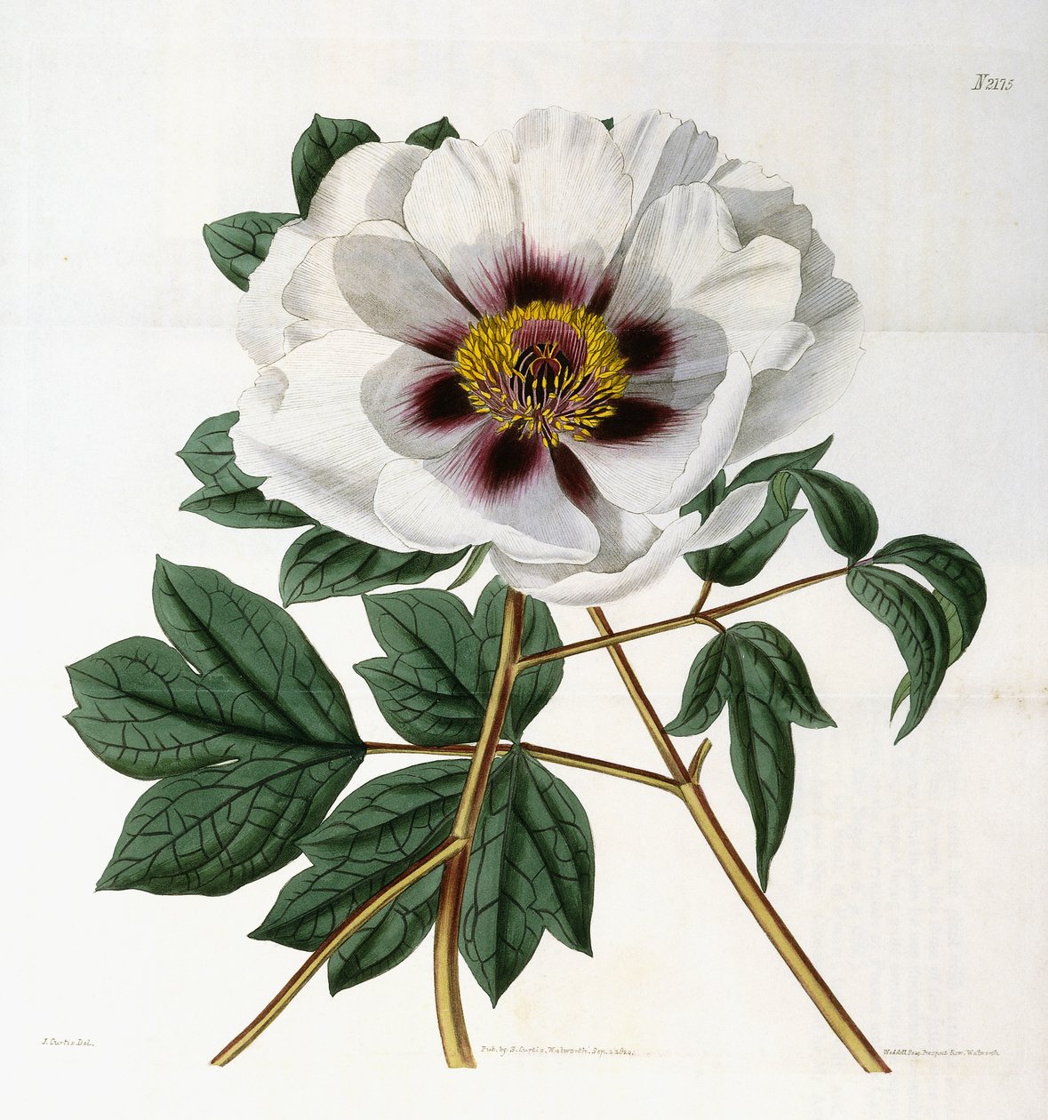 Paeonia suffruticosa Andr. zm. papaveracea, 1788-1896 autorstwa English School