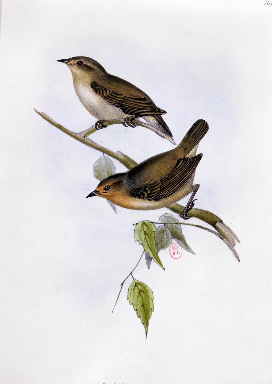 Para Certhidea Olivacea, ilustracja z The Zoology of the Voyage of H.M.S. Beagle, 1832-36, Charles Darwin (1809-92), 1840 autorstwa English School