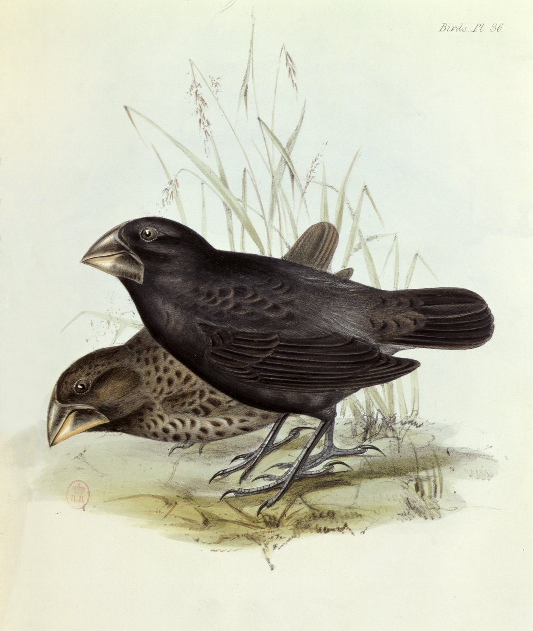 Para Geospiza Magnirostris z Zoologii Podróży H.M.S. Beagle 1832-36, Charles Darwin (1809-92), 1840 Londyn autorstwa English School