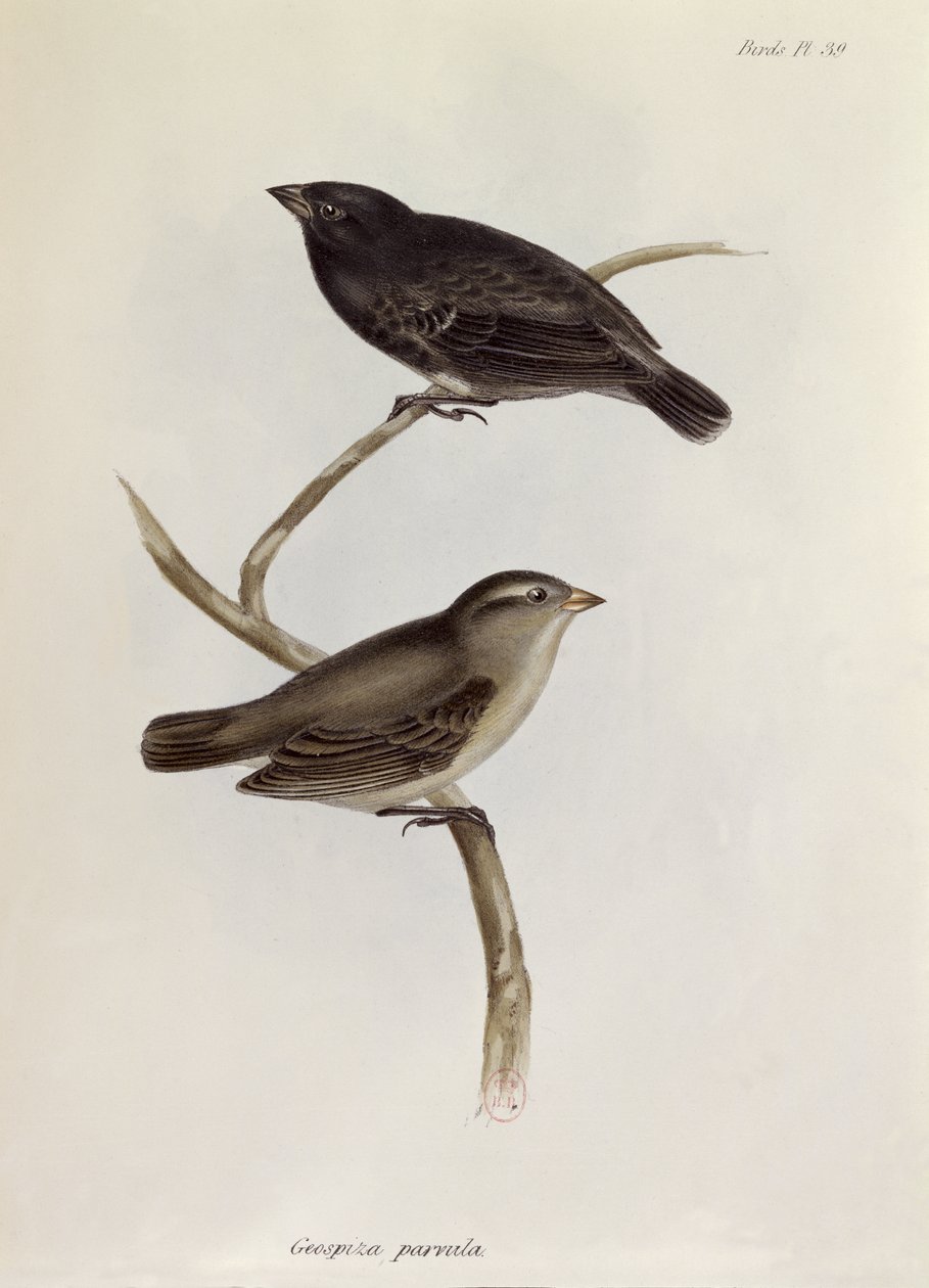 Para Geospiza Parvula, ilustracja z Zoologii Podróży H.M.S. Beagle, 1832-36, Charles Darwin (1809-92), 1840 autorstwa English School