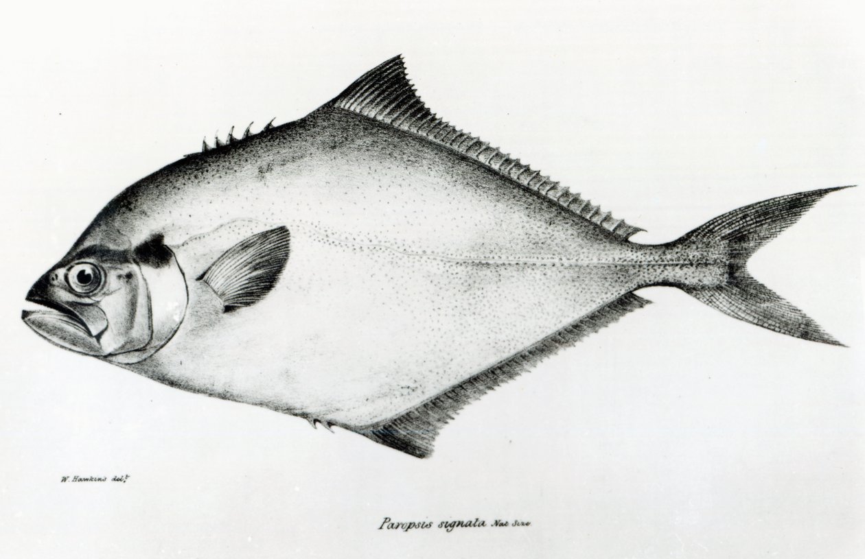 Paropsis Signata, tablica 13 z „Zoologii podróży H.M.S Beagle, 1832-36” Karola Darwina autorstwa English School