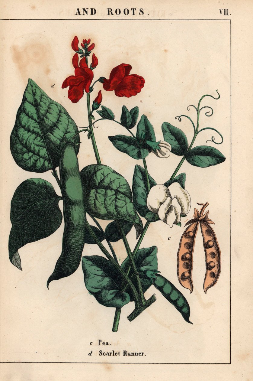 Groch i fasola wielokwiatowa, o szkarłatnych i białych kwiatach.   , z „Pouczającej książki z obrazkami, czyli lekcji ze świata warzyw”, [Charlotte Mary Yonge], Edynburg autorstwa English School