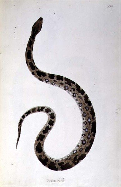 Pedda Poda Snake z „An Account of Indian Serpents zebranych z wybrzeża Coromandel” Patricka Russella, Londyn autorstwa English School