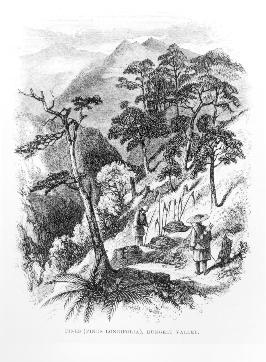 Sosny w dolinie Rungelt w Himalajach, z Himalayan Journals, 1854 autorstwa English School
