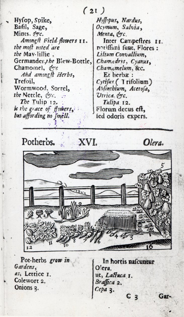 Hodowla roślin z „Orbis sensualism pictus” Johanna Amosa Comeniusa, wydana ok. 1689 r. autorstwa English School