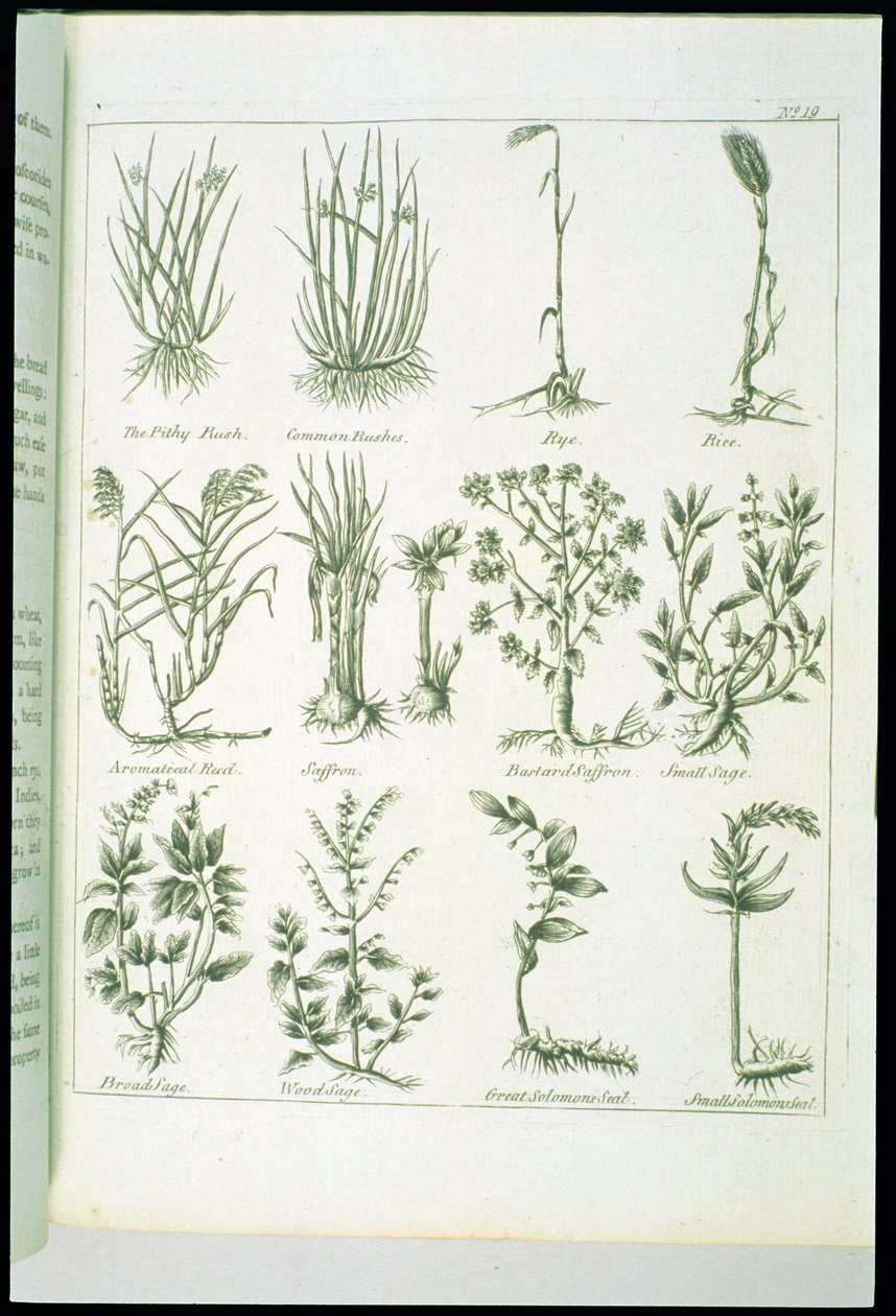 Rośliny z Culpepers English Physician and Complete Herbal, opublikowane w 1790 r. autorstwa English School