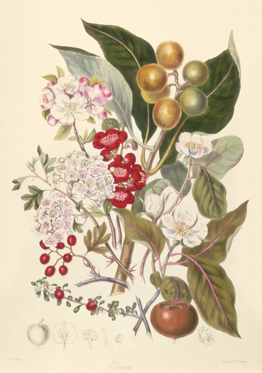 Pomaceae, plemię jabłoni autorstwa English School