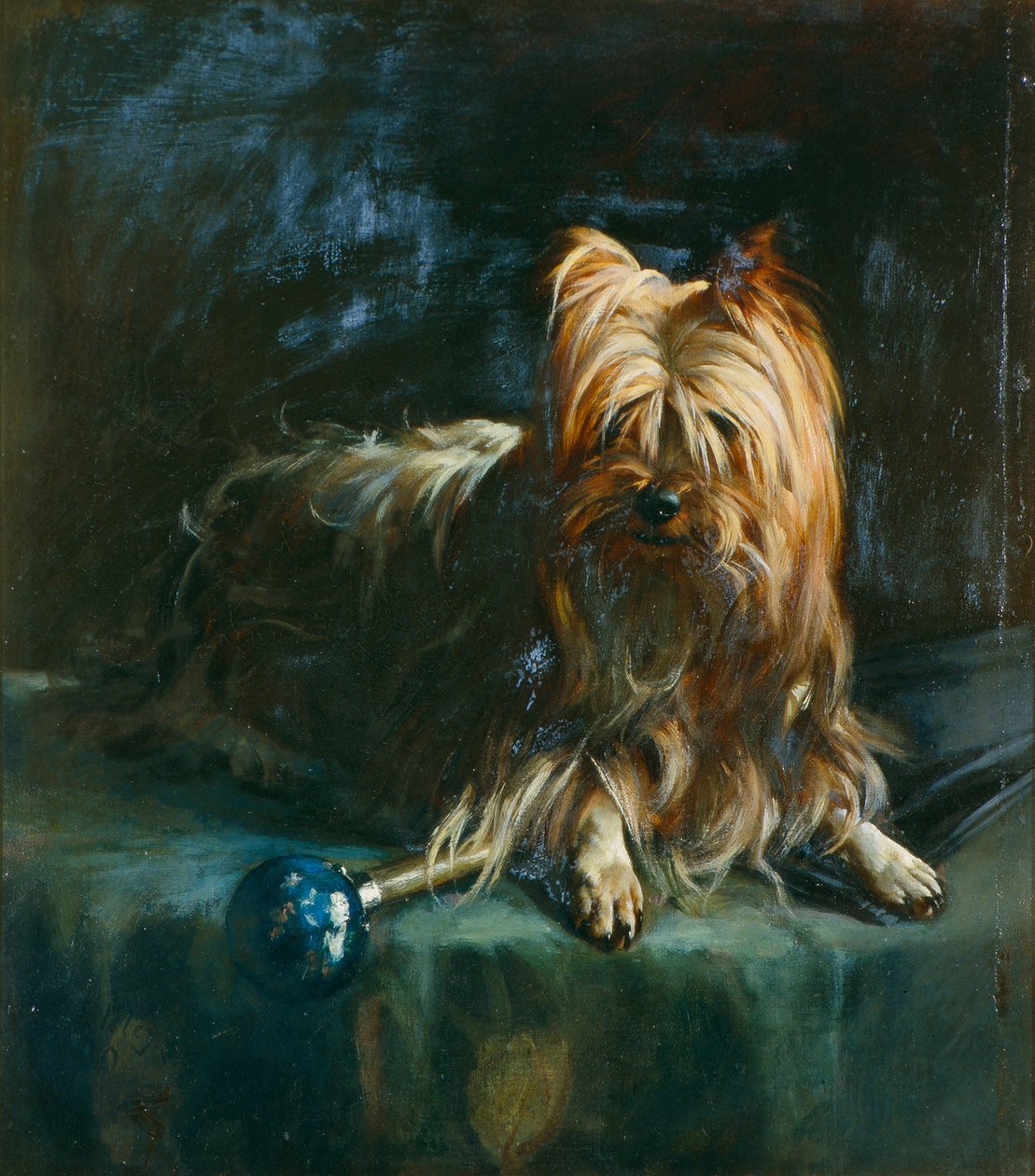 Portret Jima; Yorkshire Terrier autorstwa English School