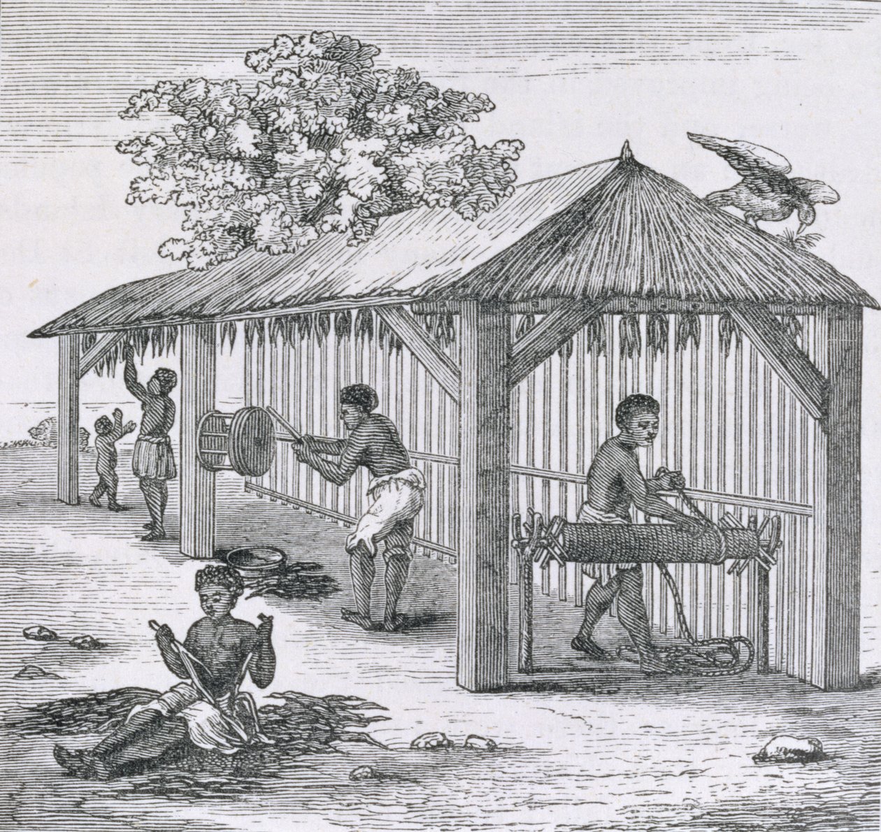 Przygotowanie tytoniu, z "Santo Domingo Past and Present" Samuel Hazard, pub. 1873 autorstwa English School