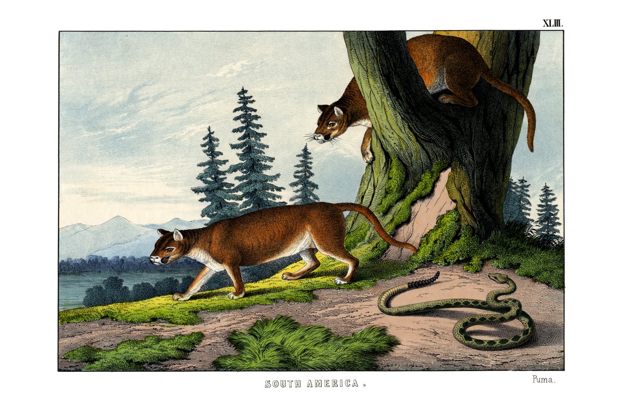 Puma autorstwa English School