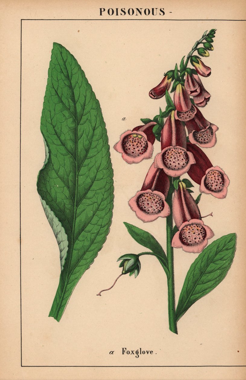 Fioletowa naparstnica  , z „Pouczającej książki z obrazkami, czyli lekcji ze świata warzyw”, [Charlotte Mary Yonge], Edynburg autorstwa English School
