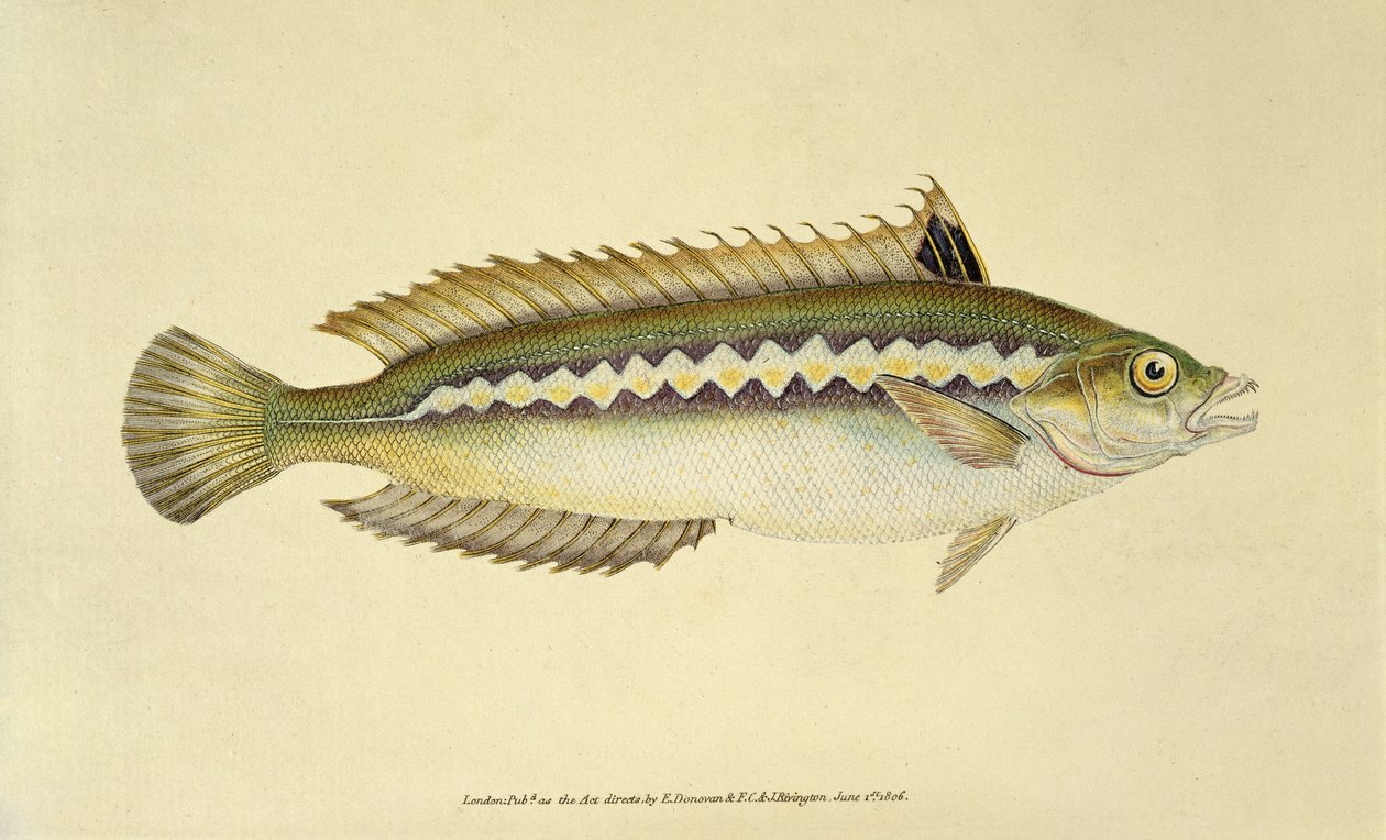 Rainbow Wrasse, Pl.96 z "The Natural History of British Fishes", pub. by E. Donovan and F.C.  J. Rivington autorstwa English School