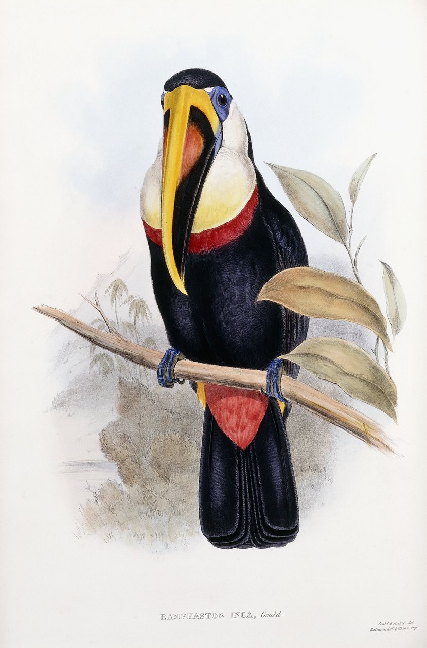 Ramphastos Inków autorstwa English School