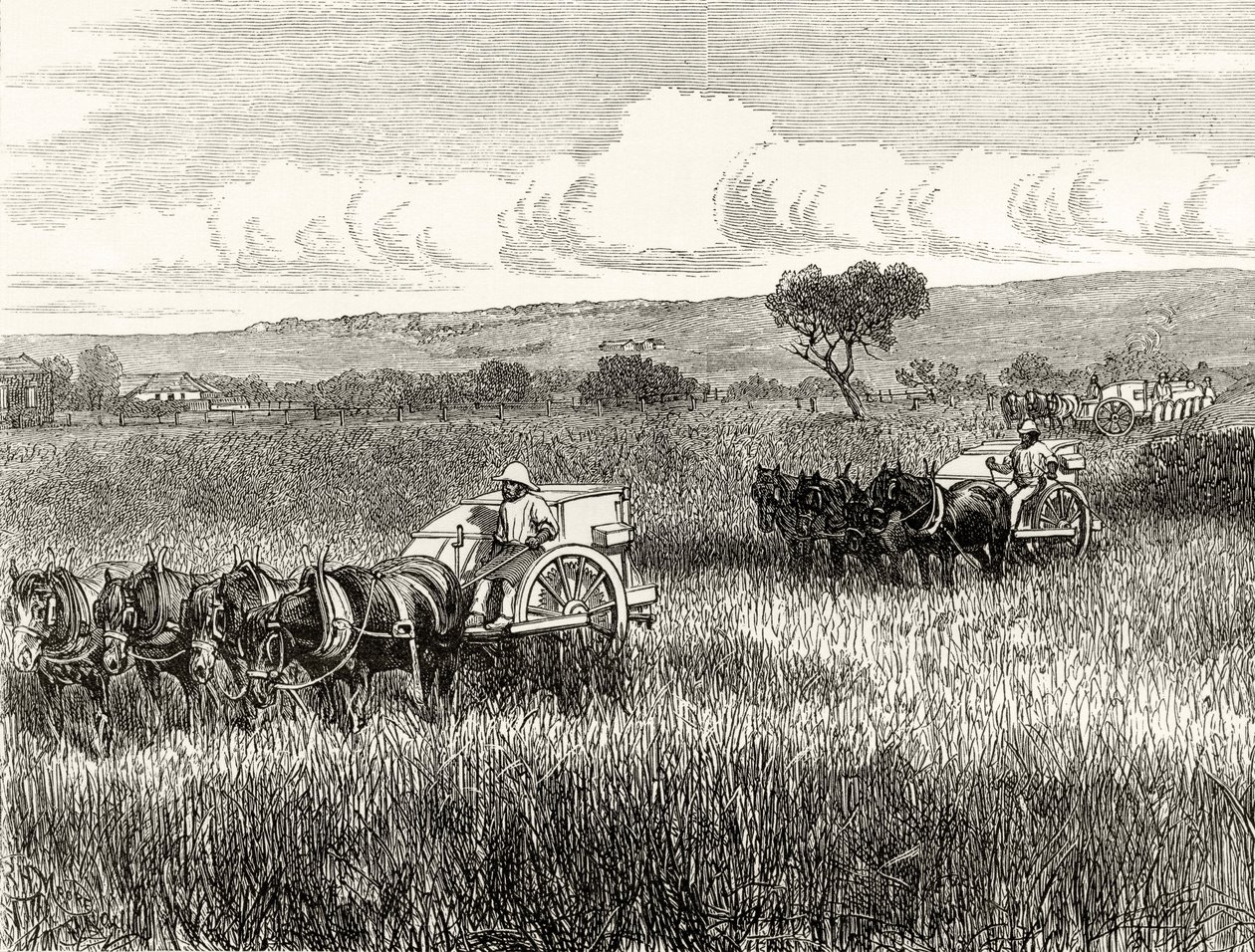 Żniwa w Południowej Adelajdzie, ok. 1880, z „Australian Pictures” Howarda Willoughby’ego, opublikowane przez religijne Towarzystwo Traktowe, Londyn, 1886 autorstwa English School