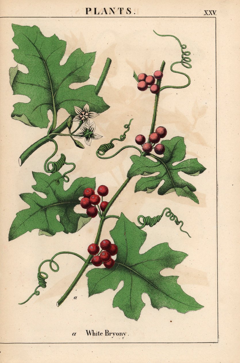 Czerwony bryony z czerwonymi jagodami. Bryonia dioica   , z „Pouczającej książki z obrazkami, czyli lekcji ze świata warzyw”, [Charlotte Mary Yonge], Edynburg autorstwa English School