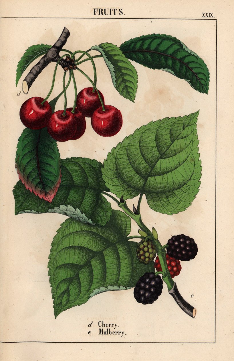 Czerwone wiśnie i owoce morwy   , z „Pouczającej książki z obrazkami, czyli lekcji ze świata warzyw”, [Charlotte Mary Yonge], Edynburg autorstwa English School
