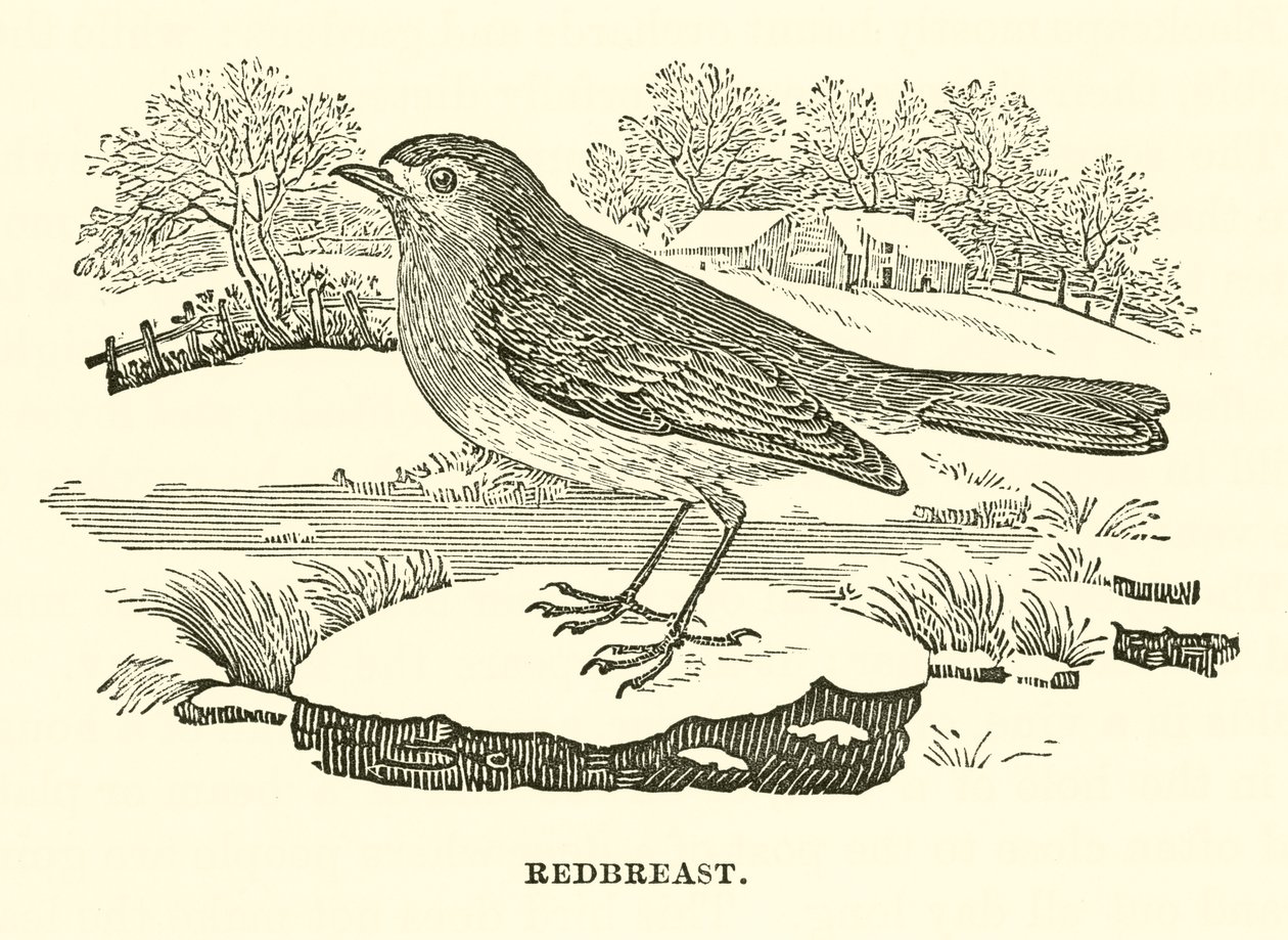 Redbreast (grawerunek) autorstwa English School