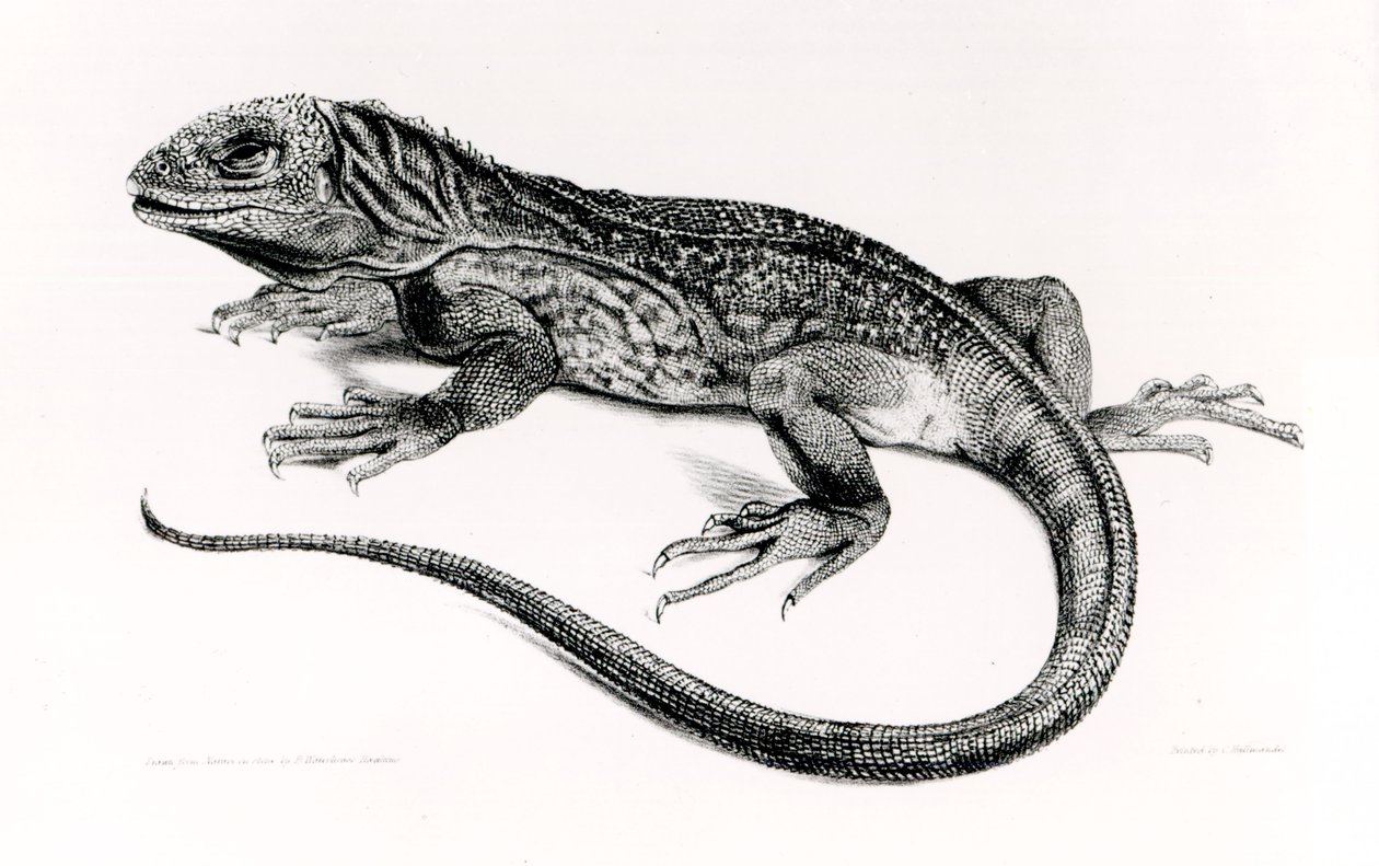 Gad, ilustracja z „Zoologii podróży H.M.S Beagle, 1832-36”, autorstwa Charlesa Darwina (1809-92) autorstwa English School