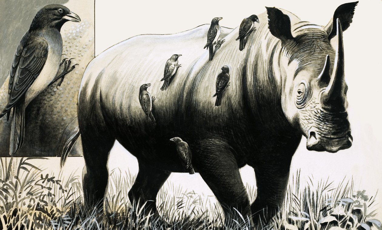 Nosorożec i ptak Oxpecker autorstwa English School