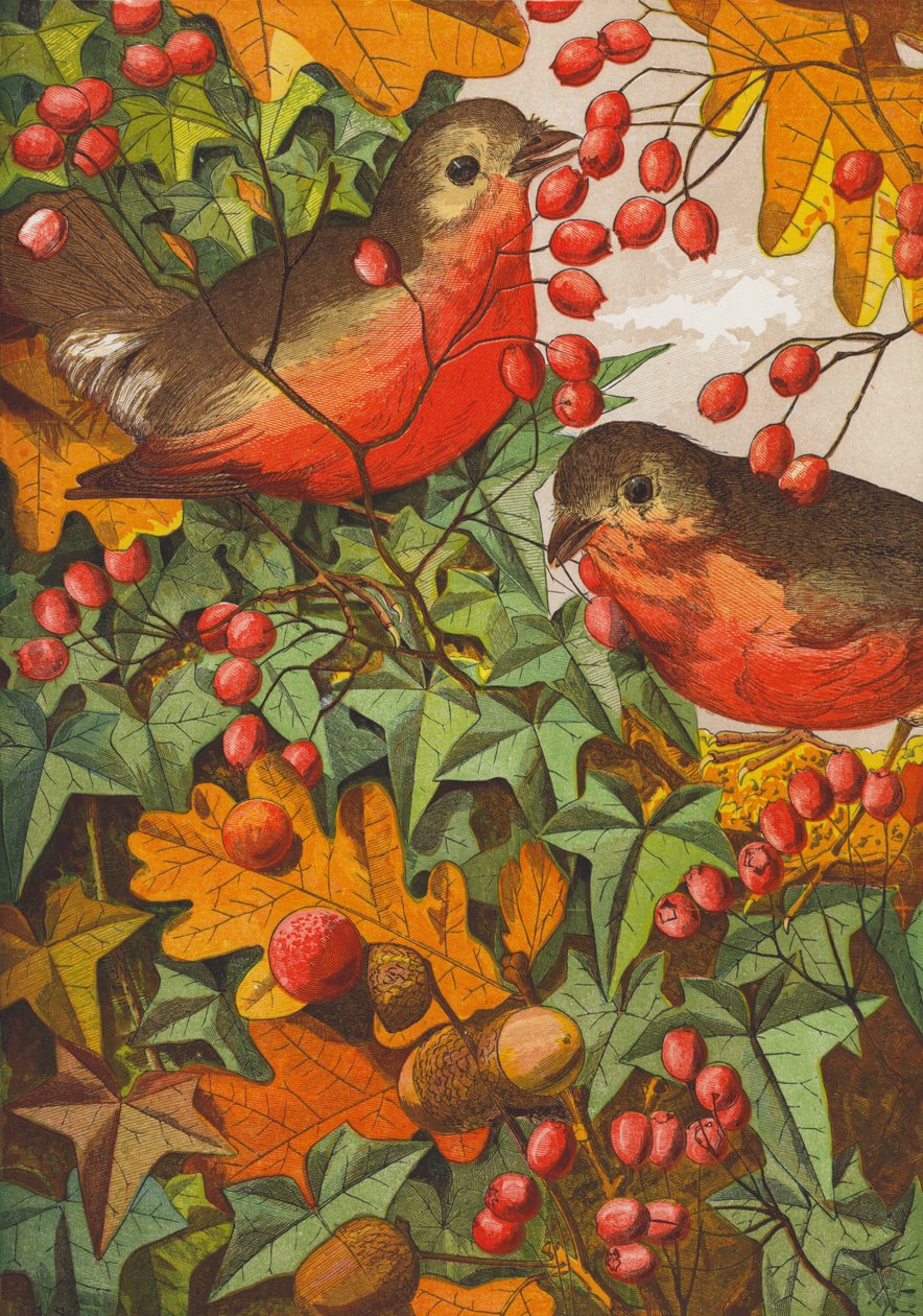 Robins (kolorowa litografia) autorstwa English School