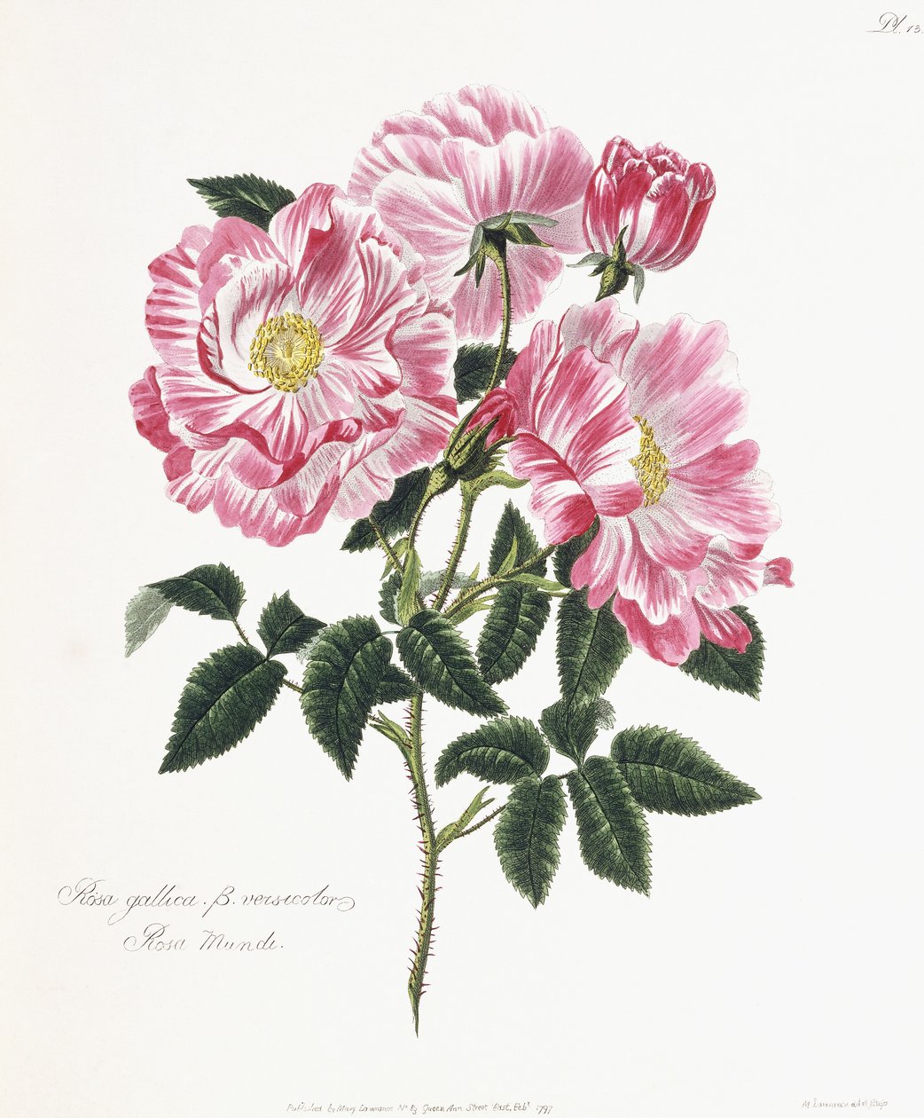 Róża galijska, 1796-1799 autorstwa English School