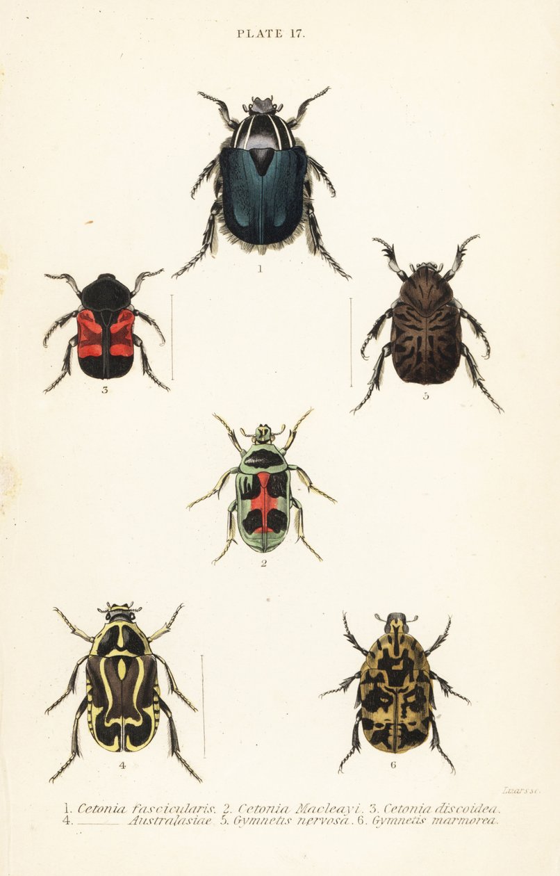 chrząszcze różowy: Cetonia fascicularis 1, Heterorhina macleayi 2, Gametoides subfasciata 3, skrzypek, Eupoecila australasiae 4, Gymnetis hieroglyphica 5 i Gymnetis marmorea 6 autorstwa English School