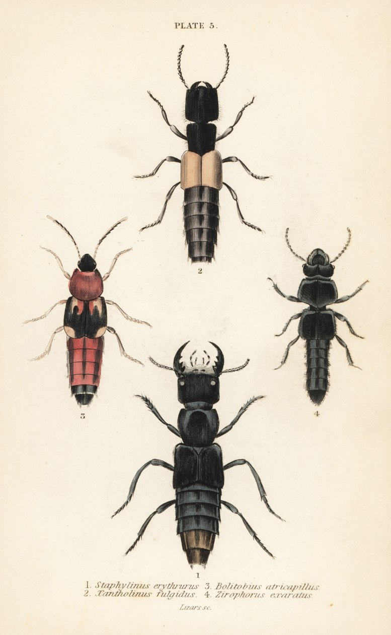 Chrząszcze kusakowate: Staphylinus erythrurus 1, Xantholinus fulgidus 2, Bolitobius atricapillus 3, Zirophorus exaratus 4 autorstwa English School
