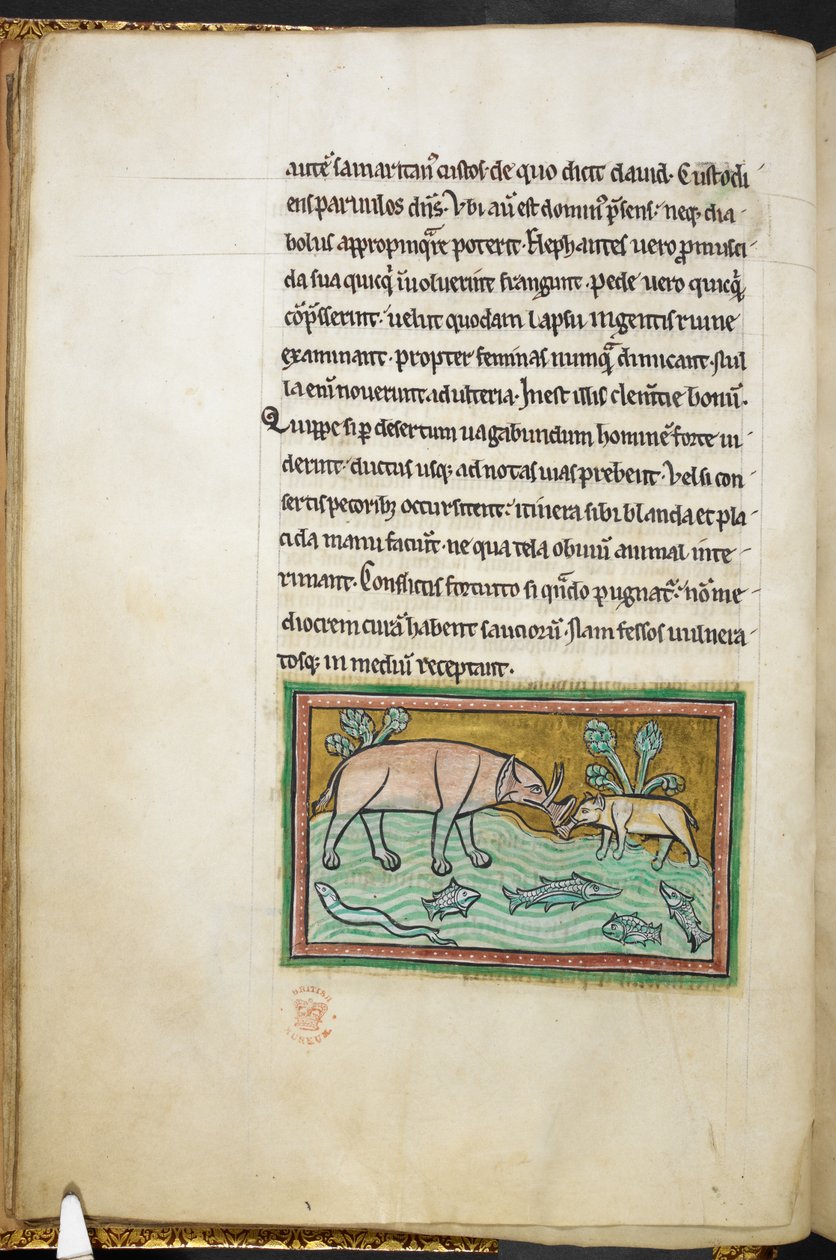 Królewski 12 F.XIII, f.13v Jeden duży i jeden mały słoń w strumieniu pełnym ryb.  Bestiariusz (ff. 3-141), Lapidarium (ff. 141v-149)  2. ćwierć XIII wieku autorstwa English School
