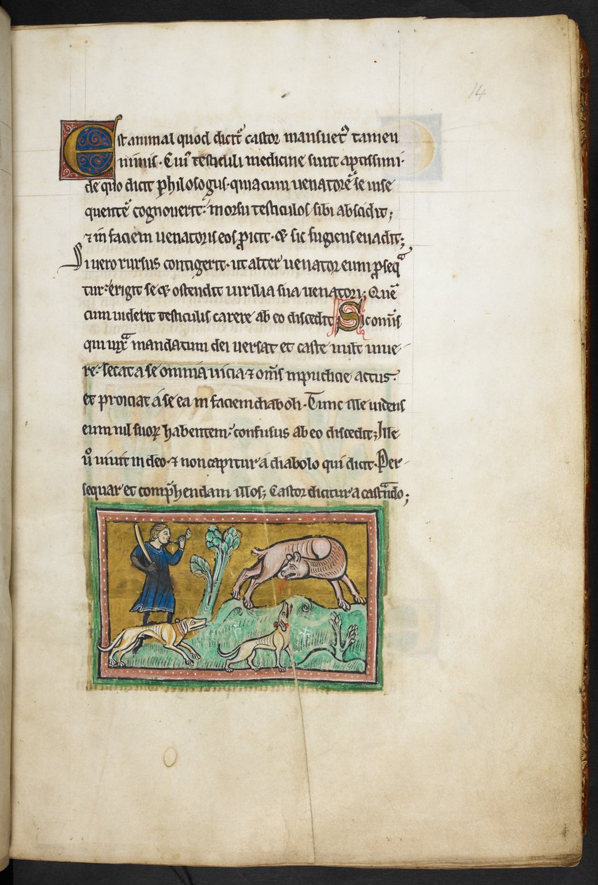 Royal 12 F.XIII, f.14 Wilk (?) z pyskiem krwi i myśliwy z psami, z Bestiariusza Rochester, 2. ćw. XIII w. autorstwa English School