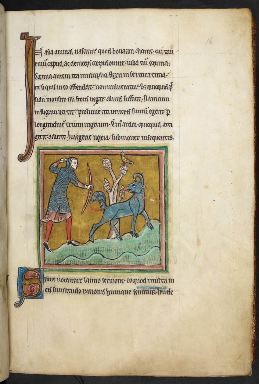 Królewski 12 F.XIII, f.16   Myśliwy strzelający strzałą do zwierzęcia.  Bestiariusz (ff. 3-141), Lapidarium (ff. 141v-149)  2. ćwierć XIII wieku autorstwa English School