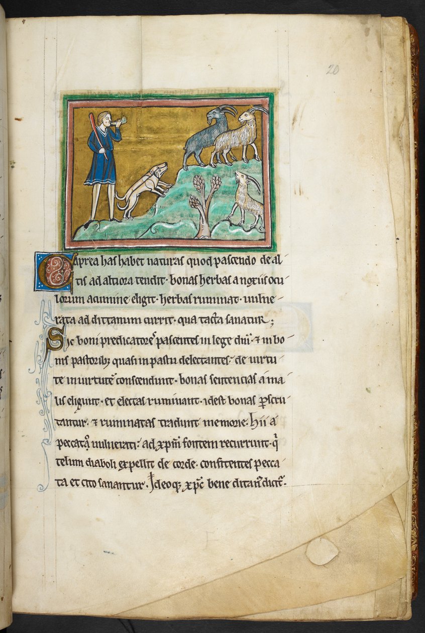 Królewski 12 F.XIII, f.20 Myśliwy lub rolnik z psami, goniący kozy.  Bestiariusz (ff. 3-141), Lapidarium (ff. 141v-149)  2. ćwierć XIII wieku autorstwa English School