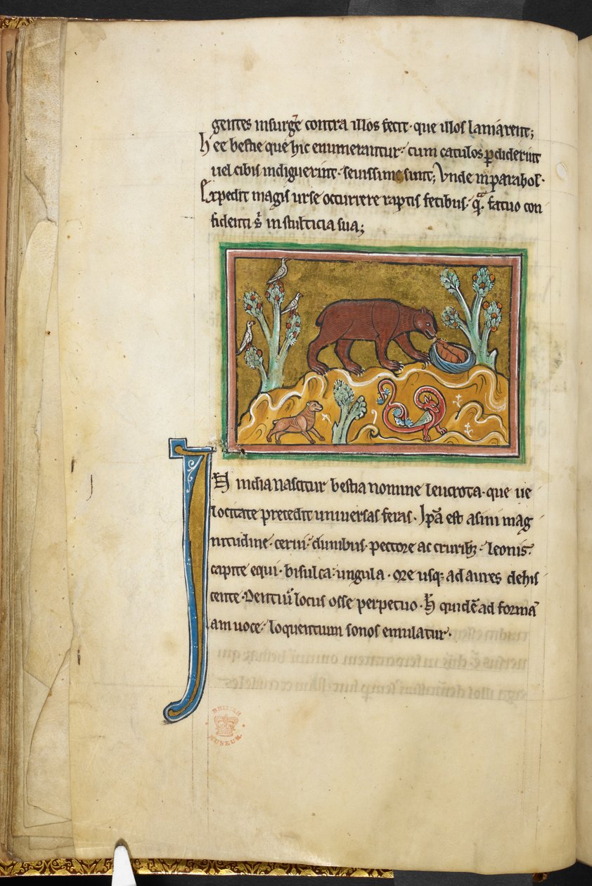Królewski 12 F.XIII, f.22v Niedźwiedź patrzący na młode.  Bestiariusz (ff. 3-141), Lapidary (ff. 141v-149)  2. ćwierć XIII wieku autorstwa English School