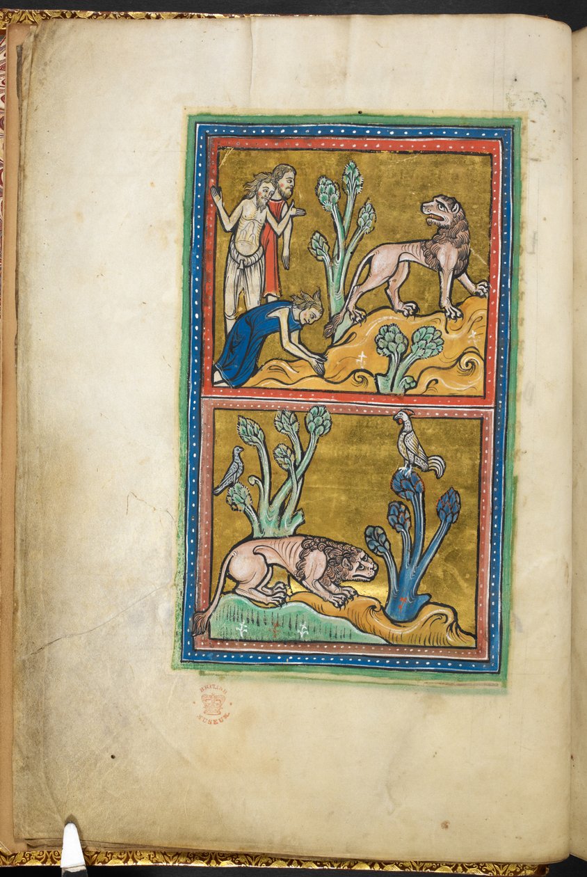Royal 12 F.XIII, f.5v U góry: trzech mężczyzn, z których jeden kłania się lwu; poniżej: lew przykucnięty u podnóża drzewa, na szczycie którego siedzi kogut.  z Bestiariusza (ff. 3-141), Lapidary (ff. 141v-149)  2. ćwierć XIII wieku autorstwa English School