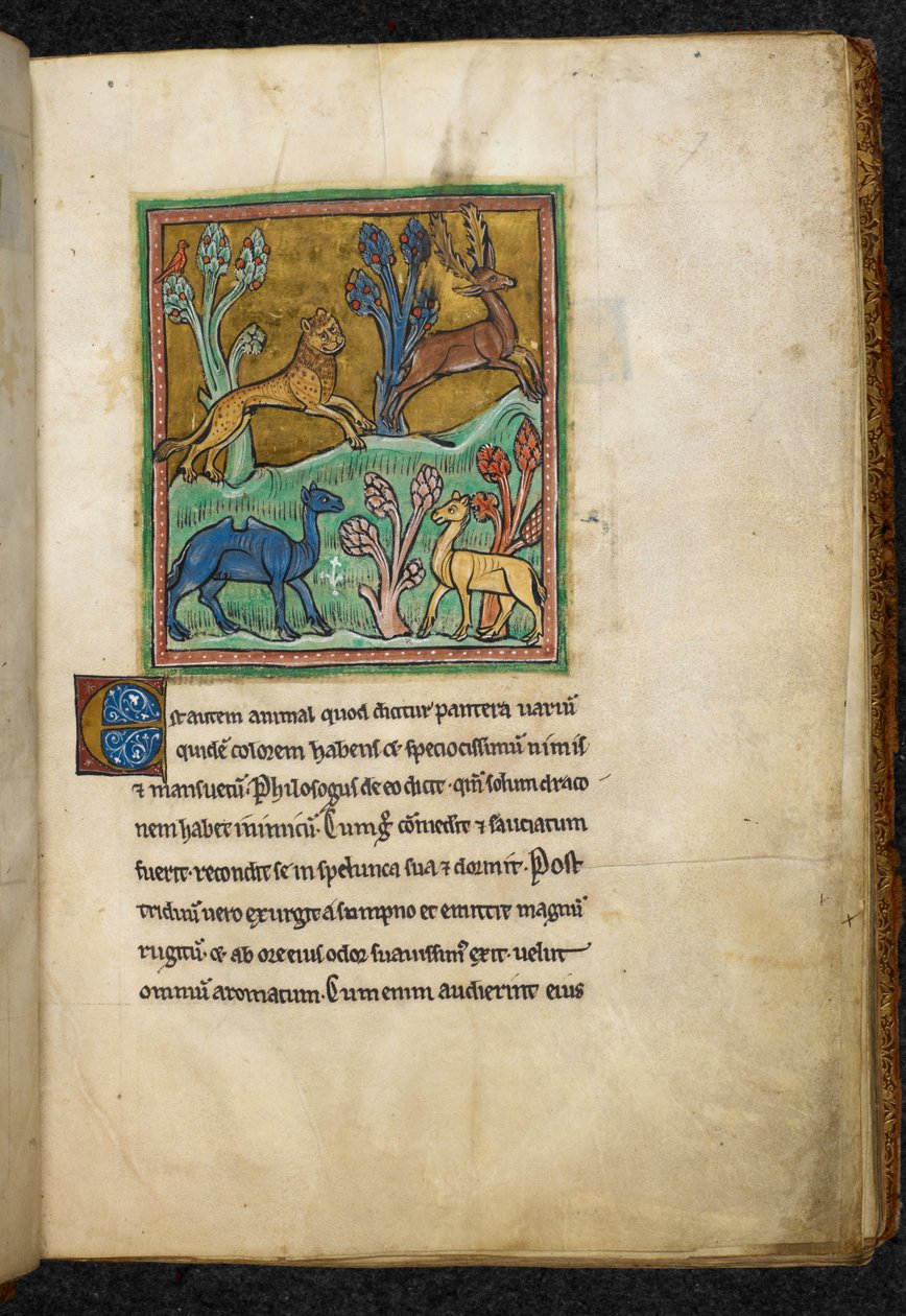 Królewski 12 F.XIII, f.7 Lampart goniący jelenia, z wielbłądem i innym zwierzęciem.  z Bestiariusza (ff. 3-141), Lapidary (ff. 141v-149)  2. ćwierć XIII wieku autorstwa English School
