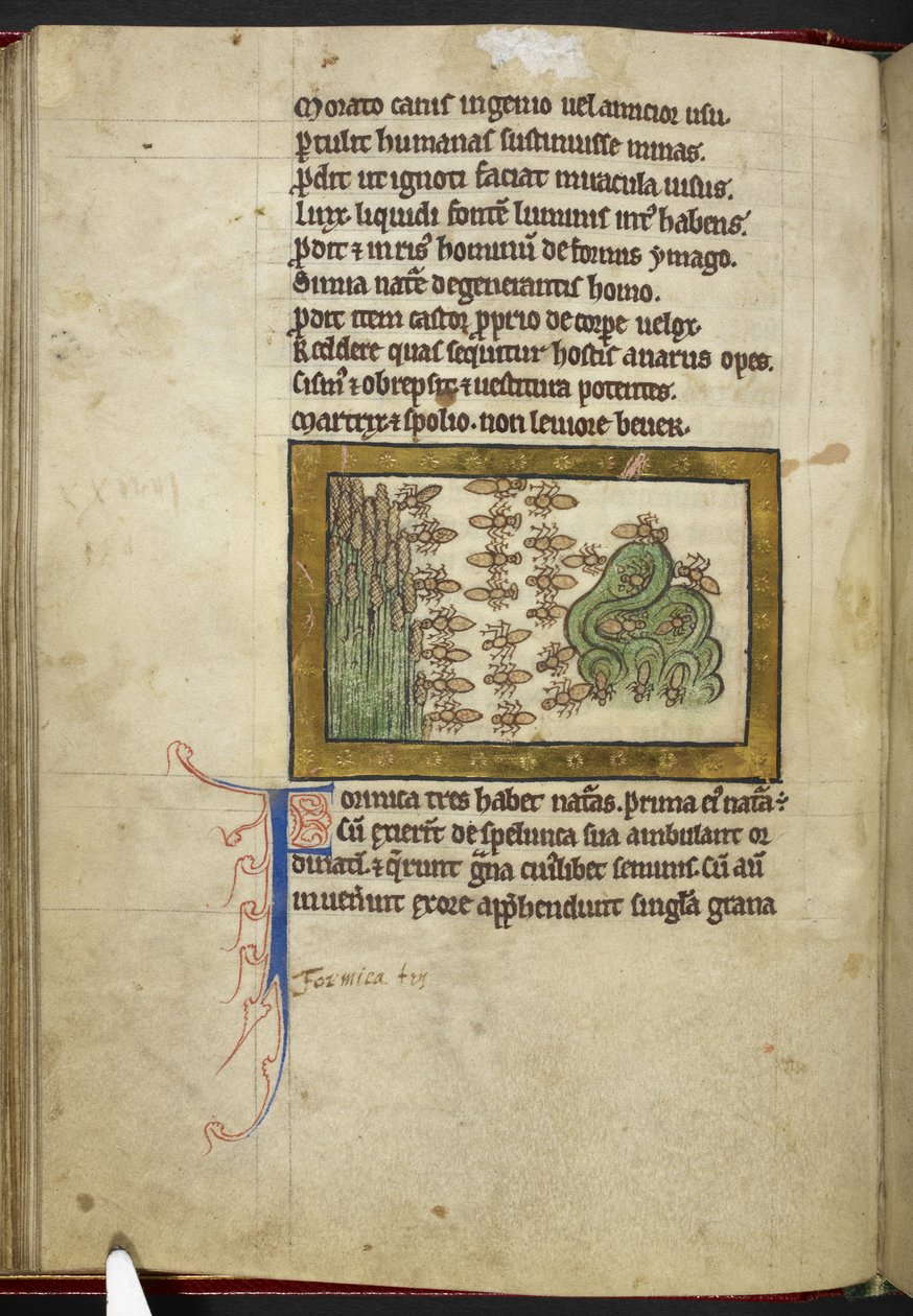Royal MS 12 C XIX, f.24v Ants, z 