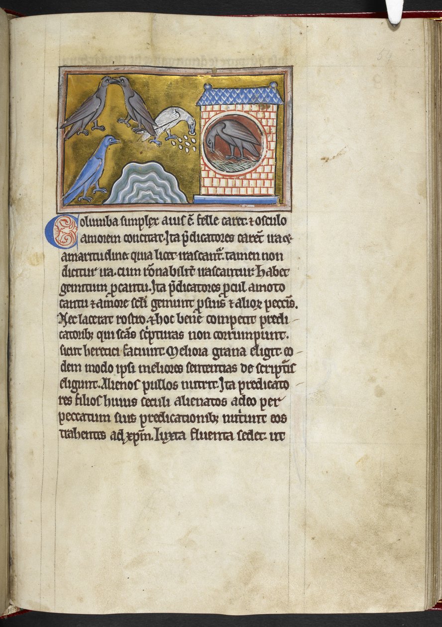 Royal MS 12 C XIX f.54r Gołębie, z 