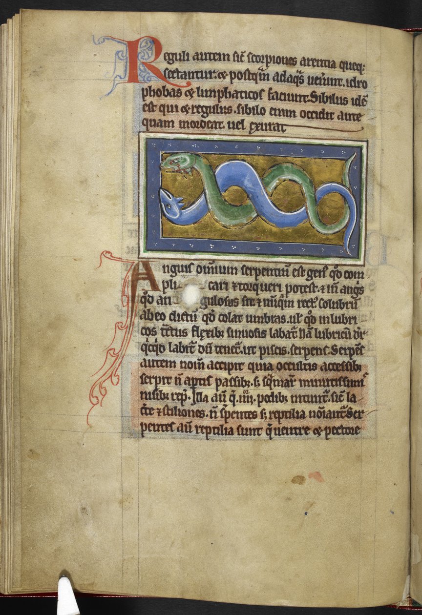 Royal MS 12 C XIX, f.63v Anguis, z 