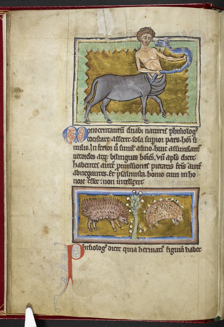 Royal MS 12 C XIX, f.8v Centaur, z „Bestiariusza”, c.1200-10 (tusz, kolor i złoto na welinie) autorstwa English School